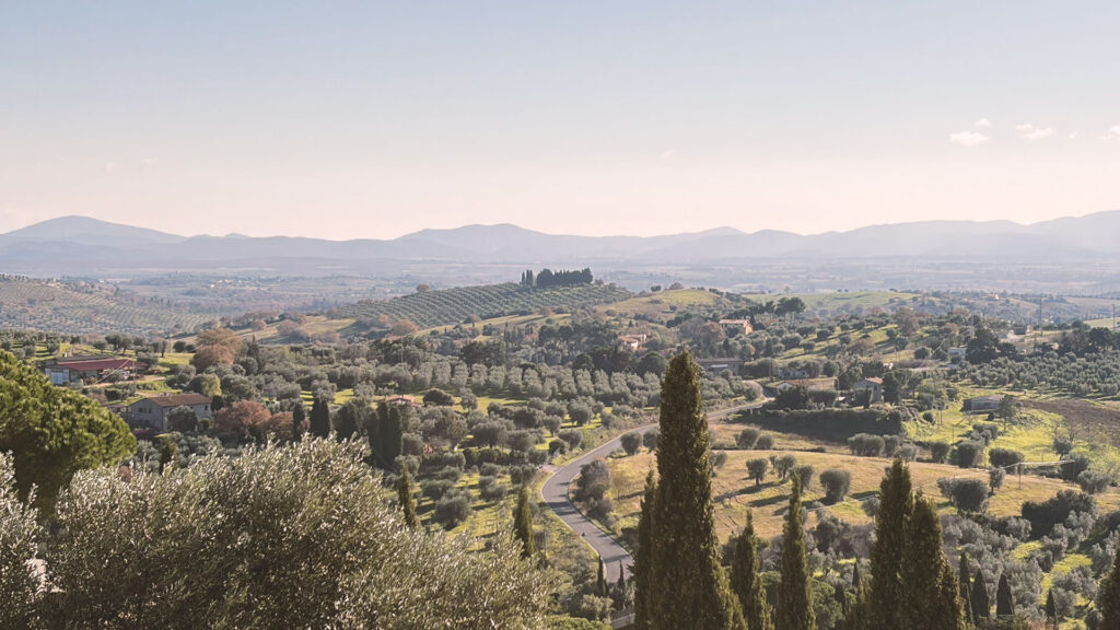 veduta dell'uliveto